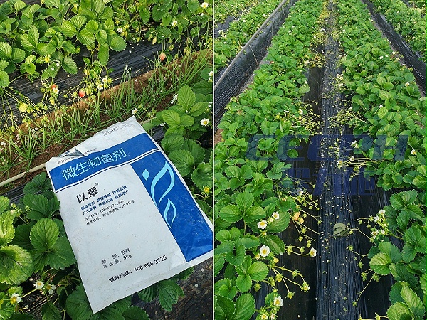 草莓种植-用以翠水溶肥