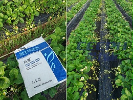草莓种植不断茬，用对肥料是关键