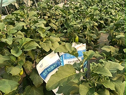 茄子施什么肥结果多？