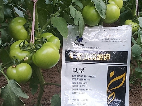 土壤肥力-以翠番茄效果