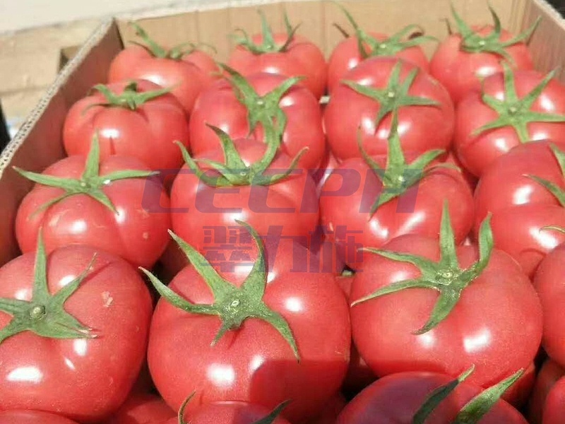 番茄种植-用以翠水溶肥效果