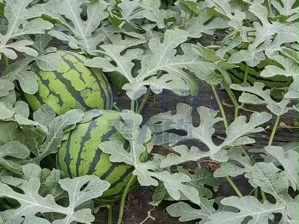 种植西瓜用什么肥料最佳—用以翠水溶肥