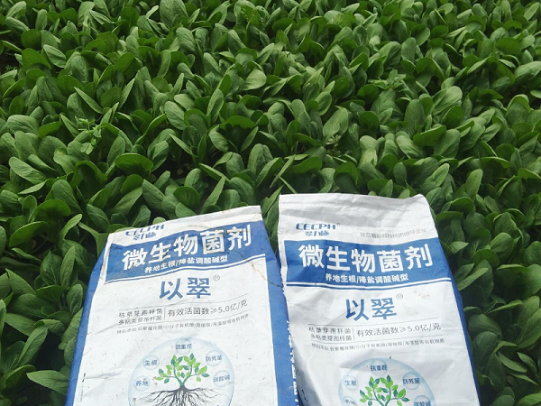 微生物菌剂-以翠上海青效果