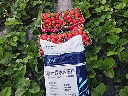 水溶肥，种植户的爆款选择