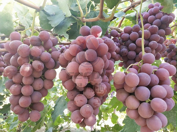 钙肥-以翠葡萄