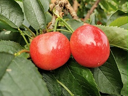大樱桃用什么肥料最好？