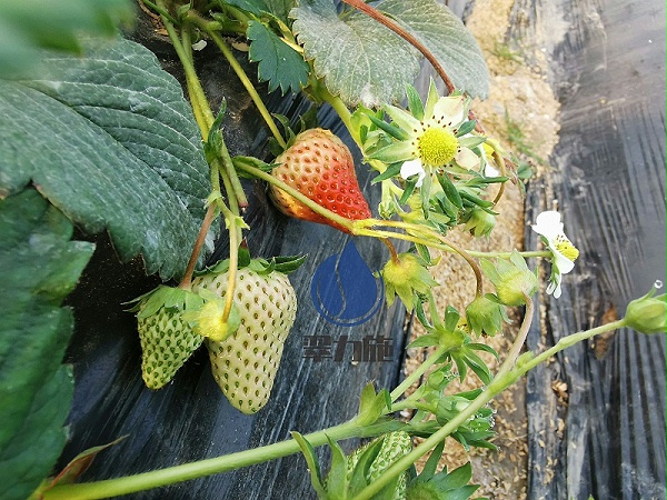 草莓生根肥料-以翠