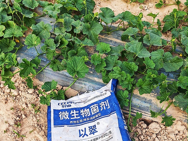 2026.5.30【甜瓜-颗粒菌剂】河南吴老板甜瓜生长期用以翠颗粒微生物菌剂，根系好，植株健壮，叶片厚实浓绿，抗病能力强！_副本
