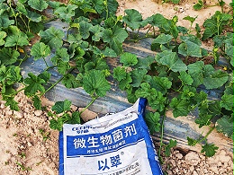 微生物菌剂，底肥为什么一定要用？