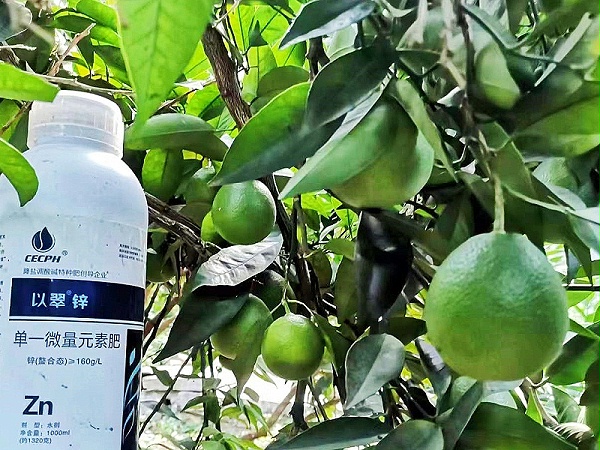 锌肥的作用及使用方法-以翠柑橘效果