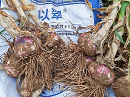 大蒜高产关键：为什么要选择以翠颗粒微生物菌剂