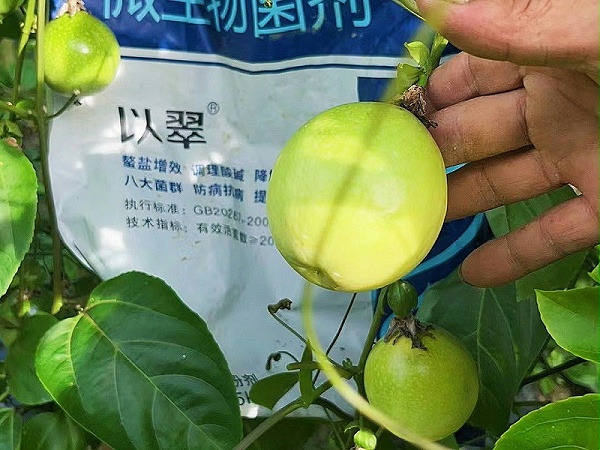2024.8.10广东百香果，用以翠微生物菌剂，改善根腐黄化，百香果长势好，植株健壮 (1)_副本