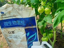 水溶肥用哪个？番茄才能产量高