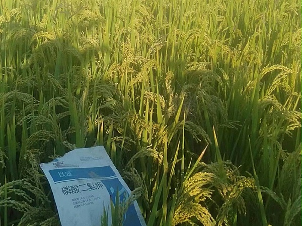 磷酸二氢钾-用以翠水稻效果