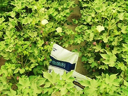 作物种植烂根死苗成本高！落实5项管理稳增产