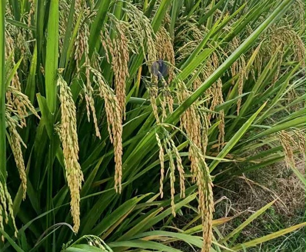 水稻怎么施肥才能高产-翠力施磷酸二氢钾