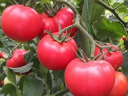 种西红柿需要什么肥料好?