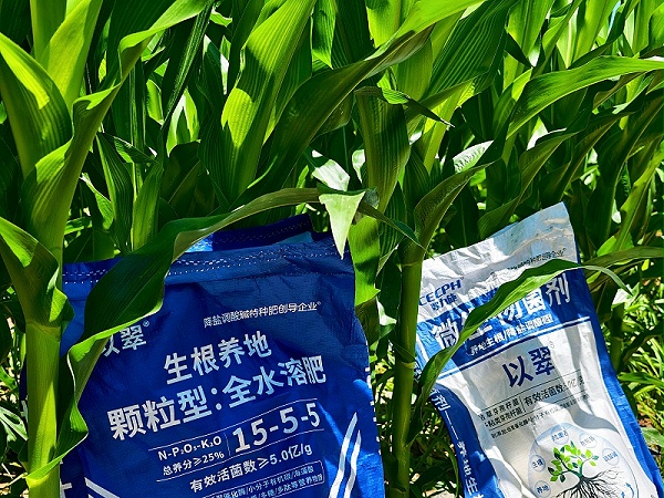 2026.6.21【玉米-颗粒菌+颗粒水溶肥】内蒙古崔总；作物 ：玉米小喇叭口；颗粒菌剂＋以翠颗粒水溶肥；玉米底肥颗粒菌剂一袋2亩地，颗粒水溶肥苗期追肥3公斤，没带尿素，盐碱地长势健壮，无僵苗黄化现象。 (2)_副本
