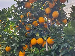 翠力施水溶肥：破解土壤难题，助力农业高产