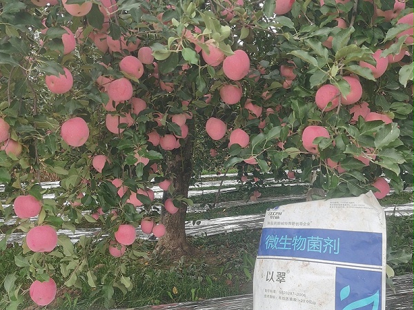 微生物菌剂-以翠苹果效果