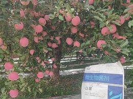 微生物菌剂一定要用，预防作物重茬