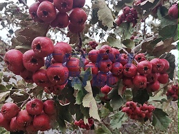 水溶肥合理使用，山楂提质又增产