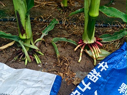 土壤盐碱化如何改良？提高土地生产力