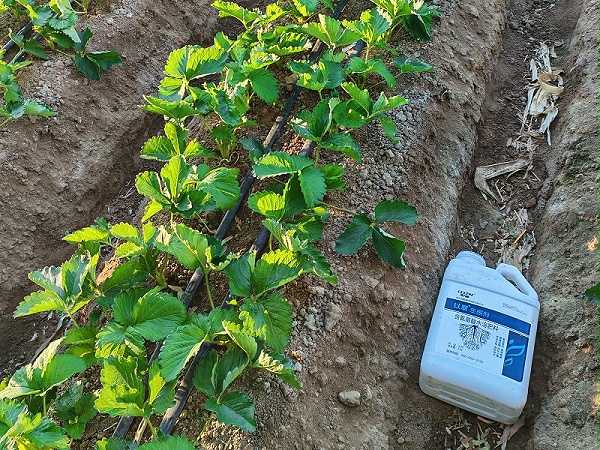 种植草莓-以翠水溶肥效果