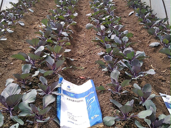 颗粒水溶肥-紫甘蓝效果