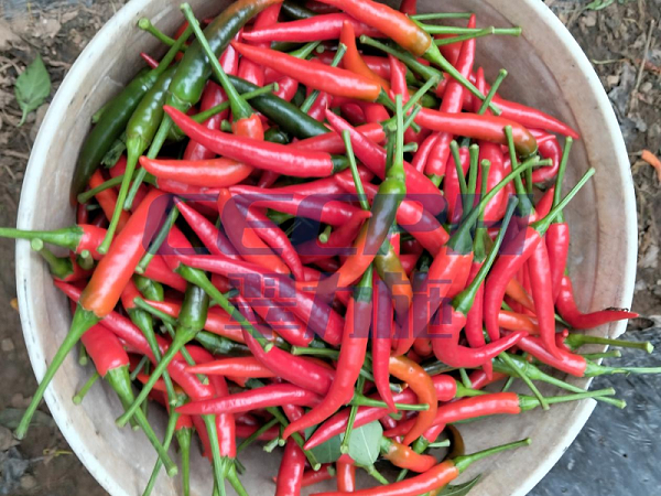 微生物菌剂-以翠辣椒效果