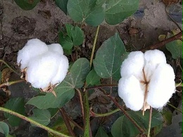 新疆棉花需要什么肥料？