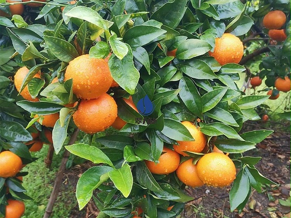 柑橘施肥-翠力施柑橘