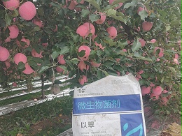 苹果施肥指南，助力果农丰收
