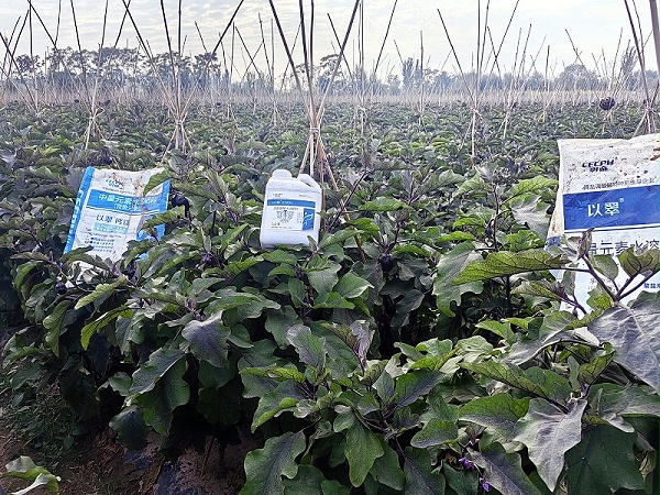 水溶肥-以翠茄子效果