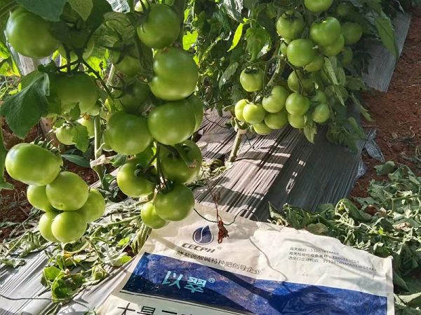 番茄怎么种植-以翠番茄效果