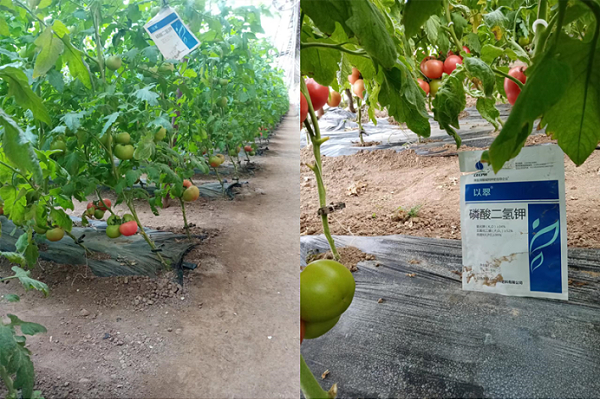 番茄挂果后施什么肥-以翠磷酸二氢钾