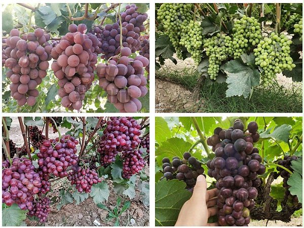 葡萄生长需要什么肥料-以翠