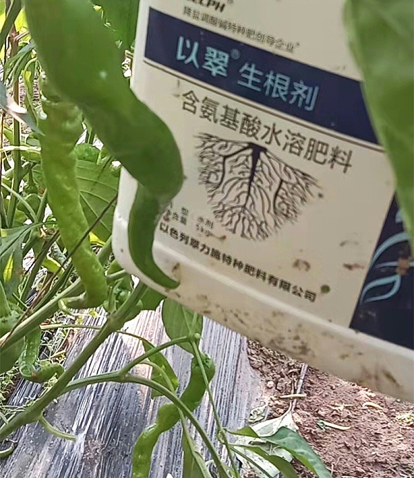 辣椒用什么肥料才能高产-以翠