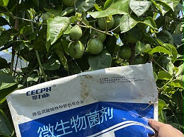 微生物菌剂效果不好？多数是没选对