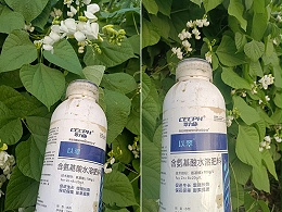 氨基酸叶面肥有什么作用？如何选择？