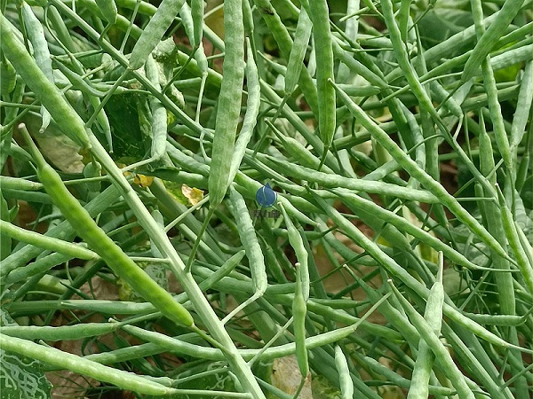 生根剂-以翠油菜