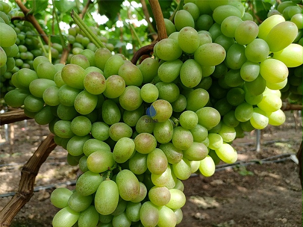 葡萄施肥用什么肥料最好-以翠葡萄