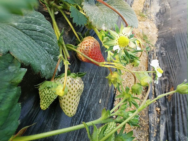 草莓水溶肥-以翠