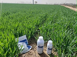 小麦打什么叶面肥增产？经验分享