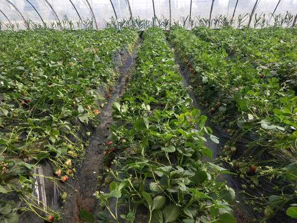 草莓用什么肥料好-翠力施以翠水溶肥