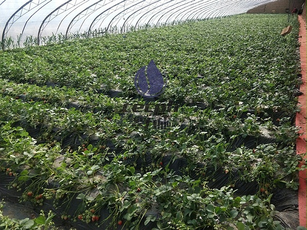 秋季草莓种植时间和方法-以翠