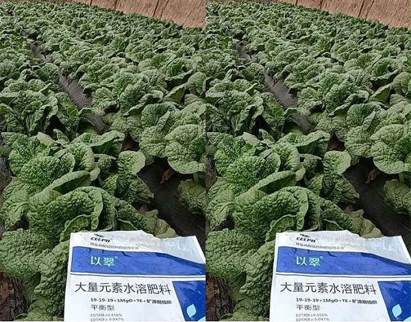 进口水溶肥-翠力施以翠大量元素蔬菜