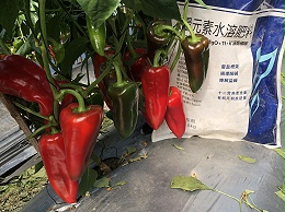 辣椒施肥如何做？稳产更高产