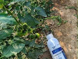 氨基酸叶面肥有什么用？
