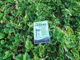 种甜瓜用什么肥最好？分阶段施肥甜度翻倍